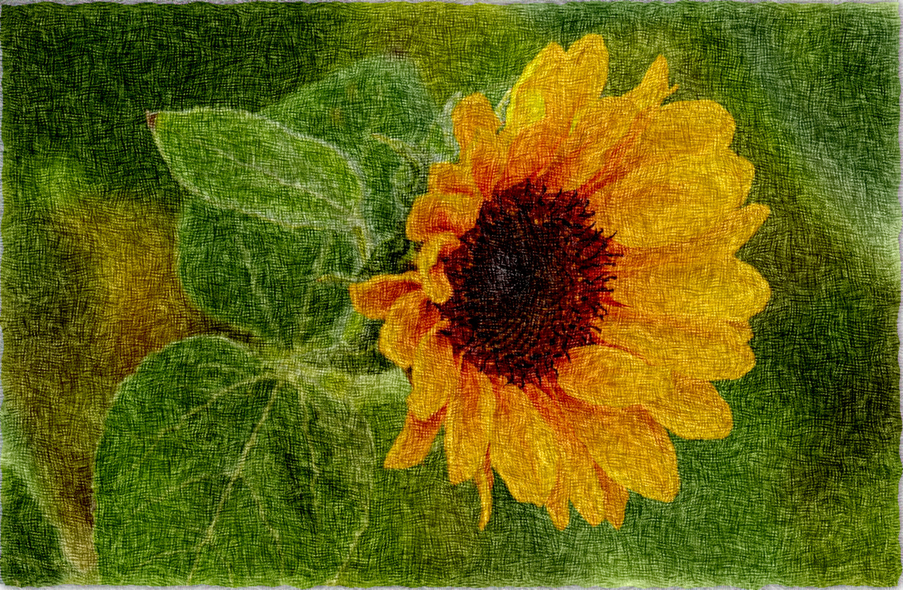 sunflower-1556076_DN_Simple_Graphics_PaintOnHandmadeCanvas-B.jpg