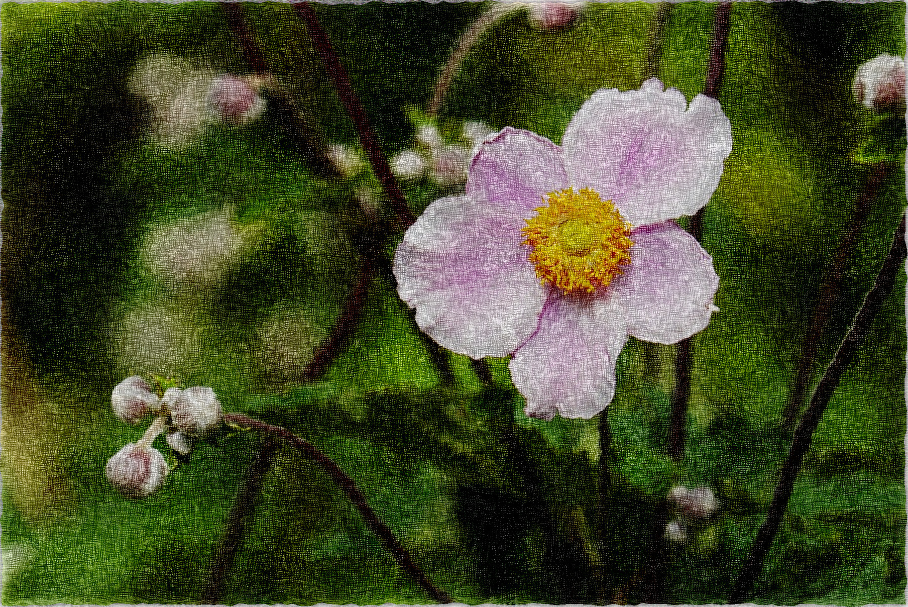 anemone-1610920_DN_Simple_Graphics_PaintOnHandmadeCanvas.jpg