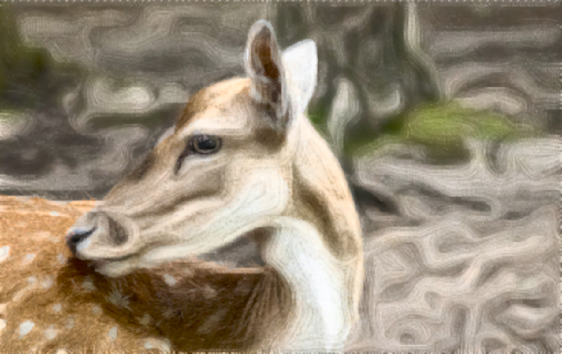 fallow-deer-5749428_DN_Simple_Graphics_CR2_Paint_Coleurs_Rayees_vM_B.jpg