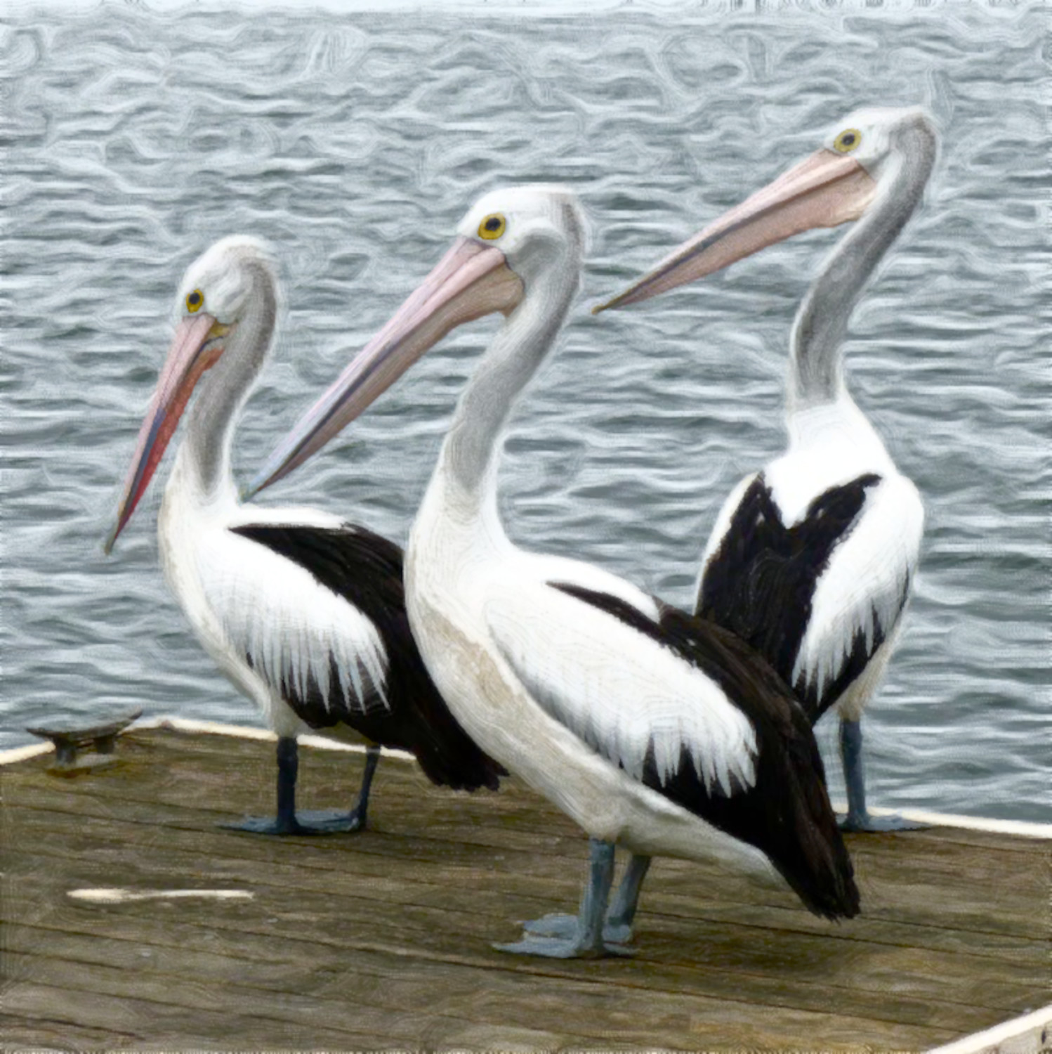 pelicans-water-bird-australian_DN_Simple_Graphics_CR2_Paint_Coleurs_Rayees_vM_F.jpg