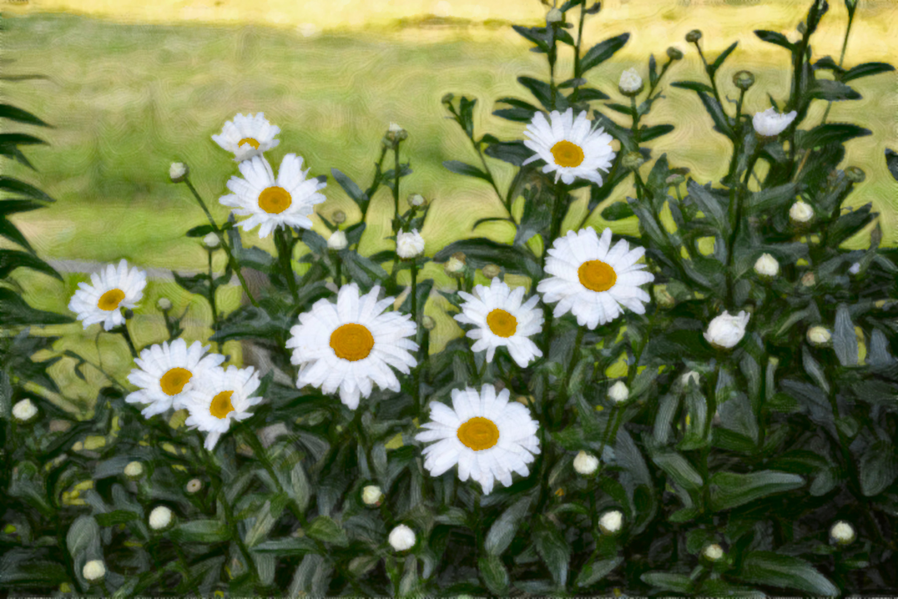 daisies-2481541_DN_Simple_Graphics_Paint_With_Couleurs_Rayees_CR2_Effect_F.jpg
