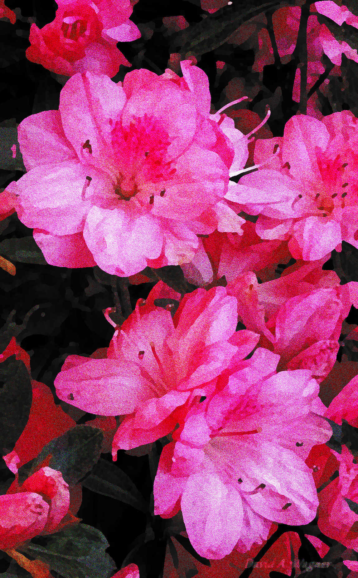 my_rhododendron_3_by_david_a_wagner_DeviantArt_DN_SimpleGraphics.jpg