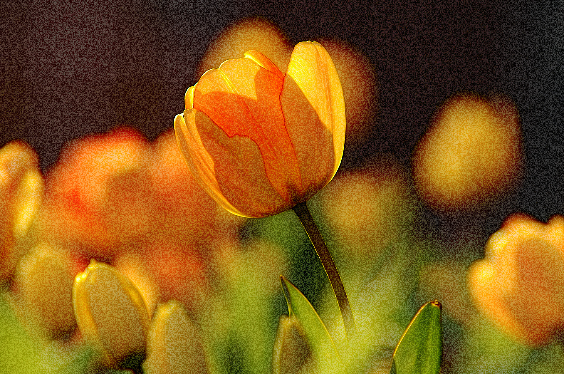 tulip-690320_1920_mood.jpeg