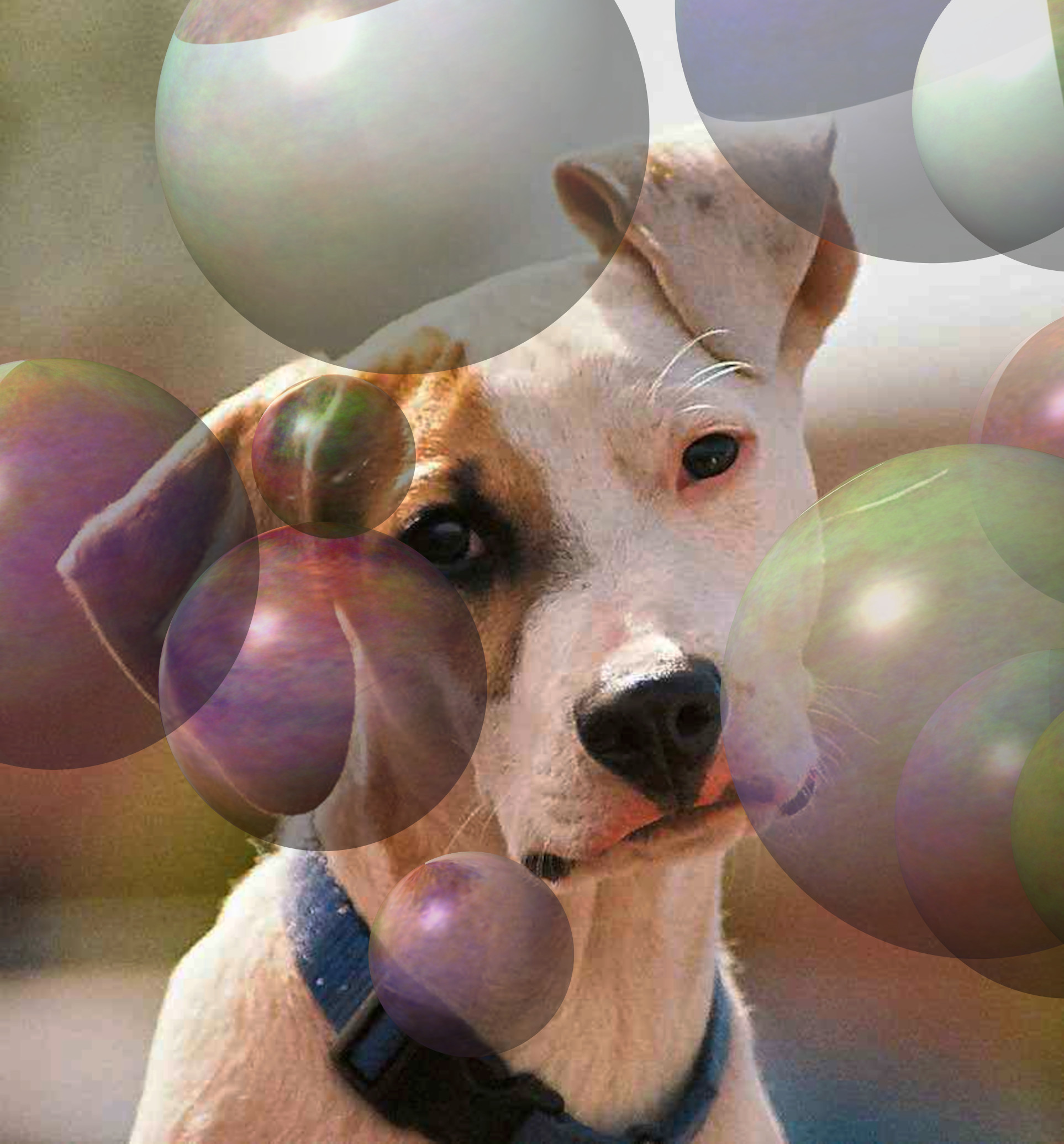 Puppies-Like-Bubbles_RD.jpg