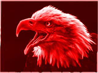 Animated-Fire-Eagle_2-RD.png