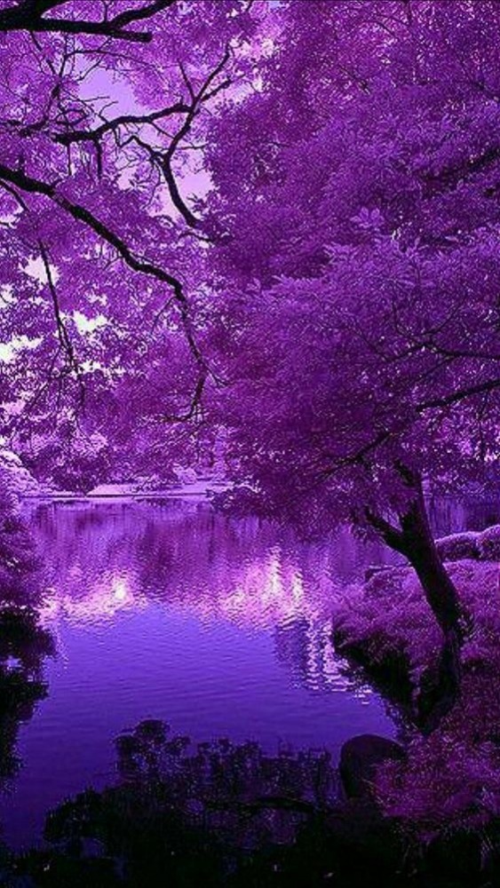 purple-tree-image-1.jpg