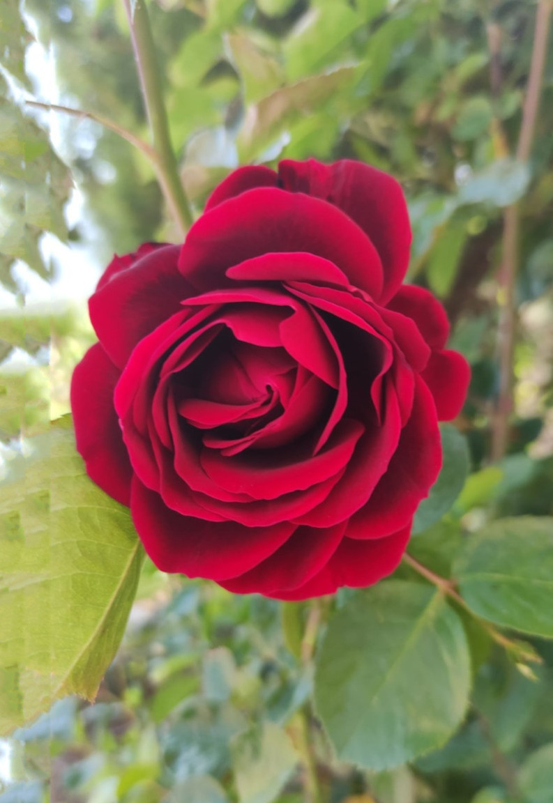 Rosa-Roja_My Garden.JPG