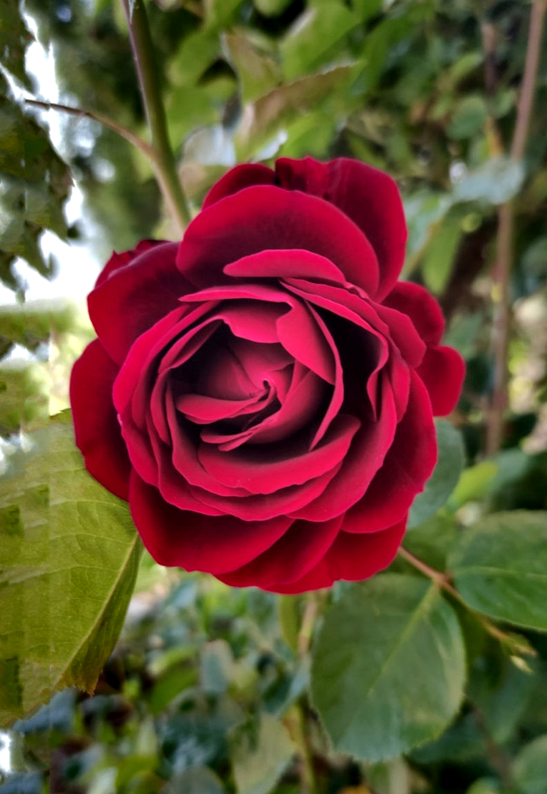 Rosa-Roja_My Garden(dn-used GMIC NormalizeColours).png