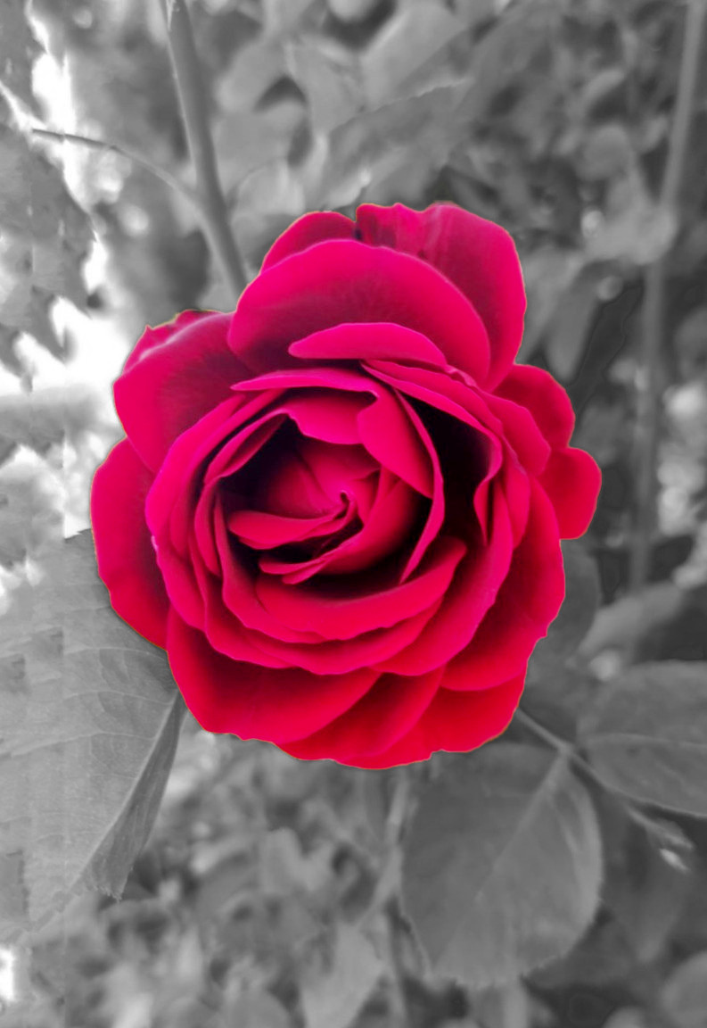 Rosa-Roja_My Garden_1.JPG