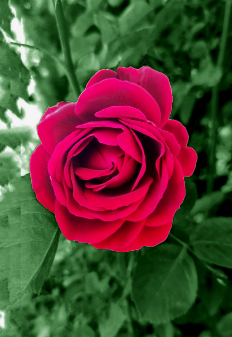 Rosa-Roja_My Garden_2.JPG