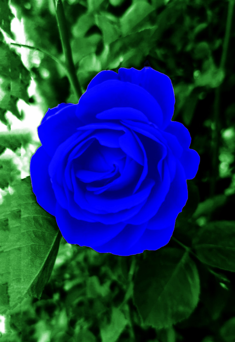 Rosa-Roja_My Garden_3.JPG