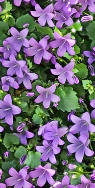 purple-flowers-pattern.png