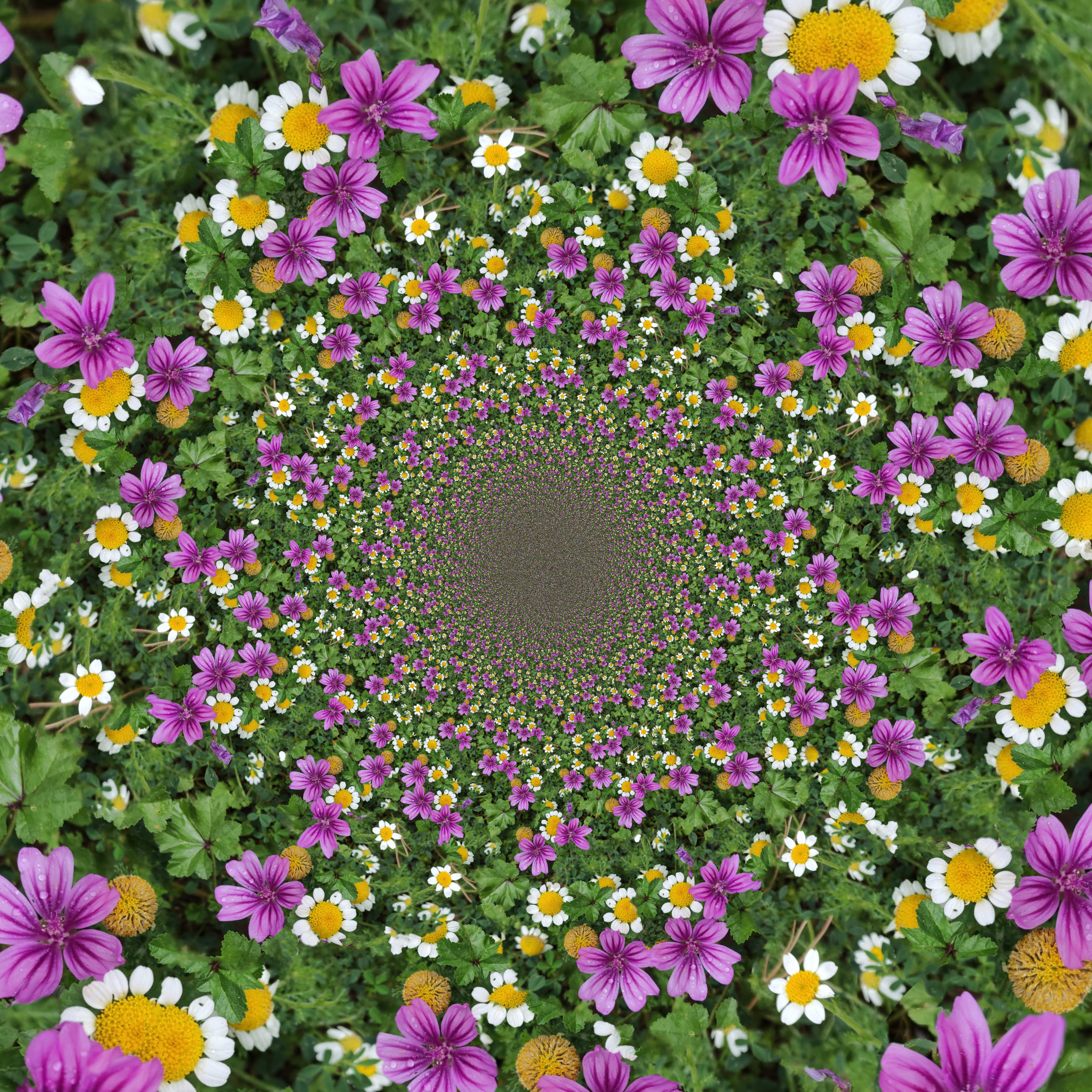 manymoreflowers.jpg