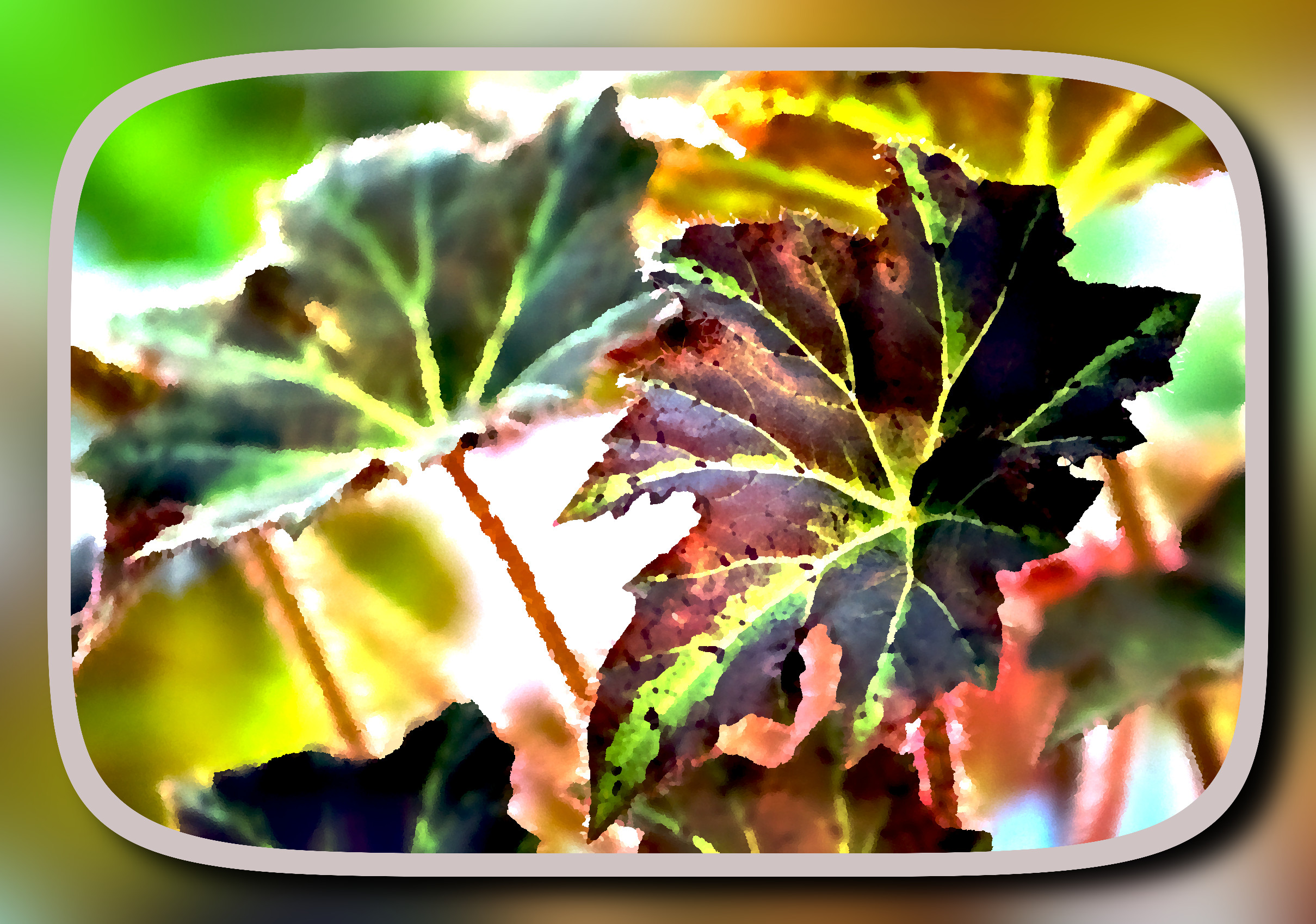 begonia-8115230_LocalProcessingNormalize_DN_ ArtisticFramed_SmoothAbstract.JPG