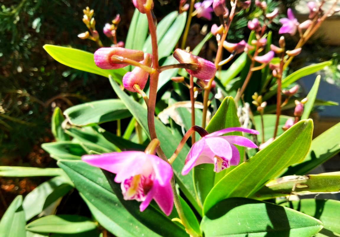 dendrobium_orchids.png