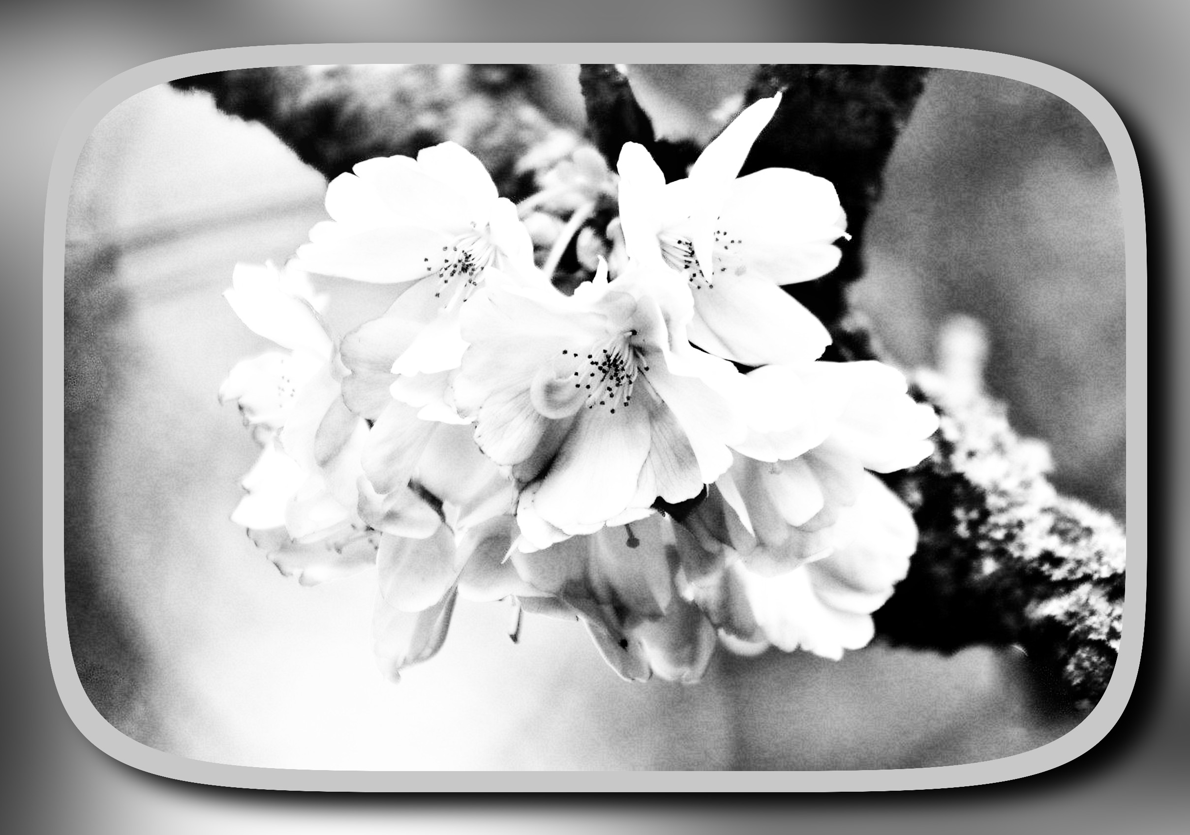 cherry-blossoms-7927688_LocalContrast_DN_BlackWhiteFramed_FreakyBW.jpg