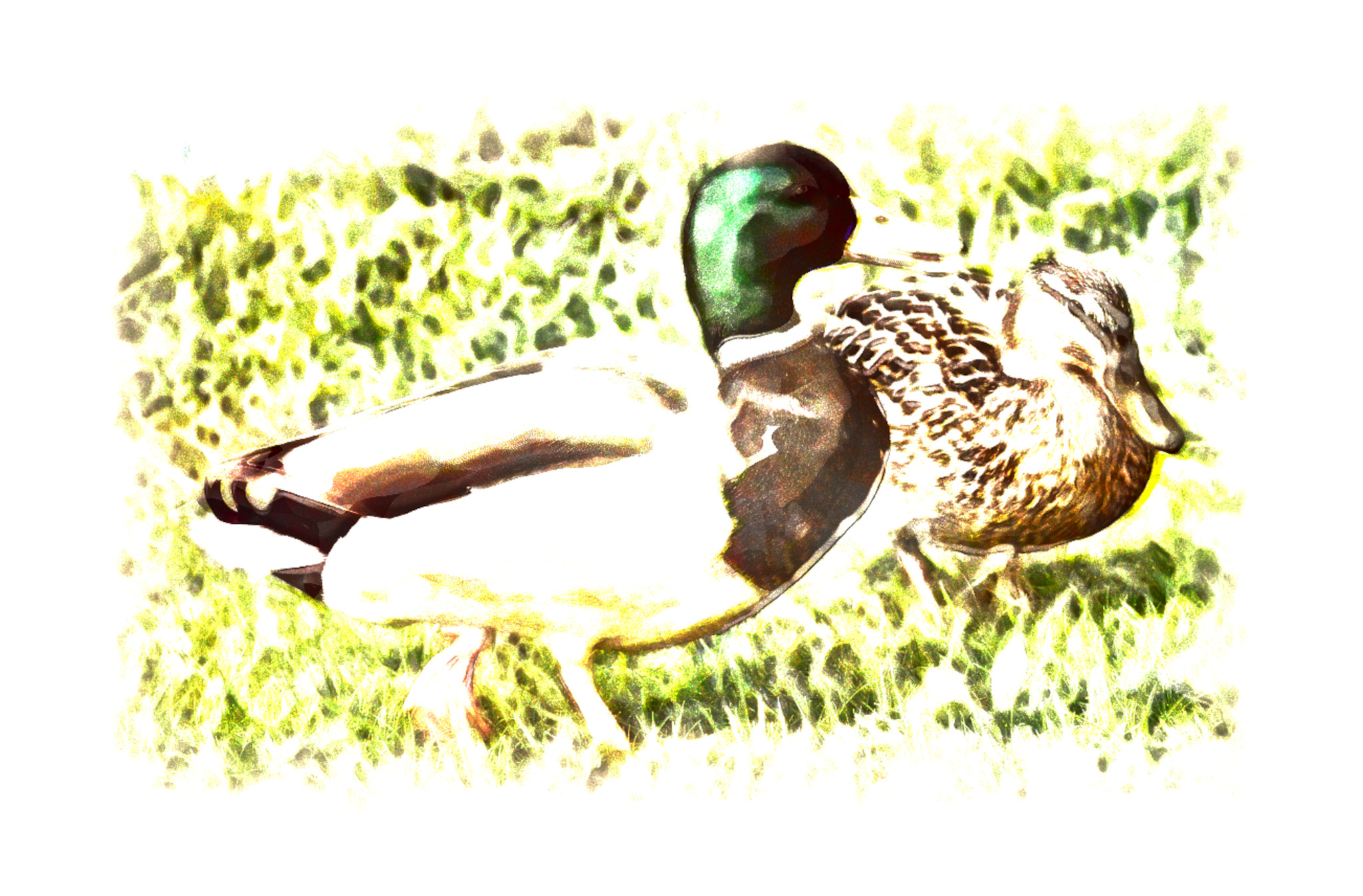 2023-10-02 09-13-15 ducks-3352081 with a Watercolor Pastels Effect 2023 (4.0,75.0,32.0,45.0,18.0,8.0,75.0,False,1).jpg