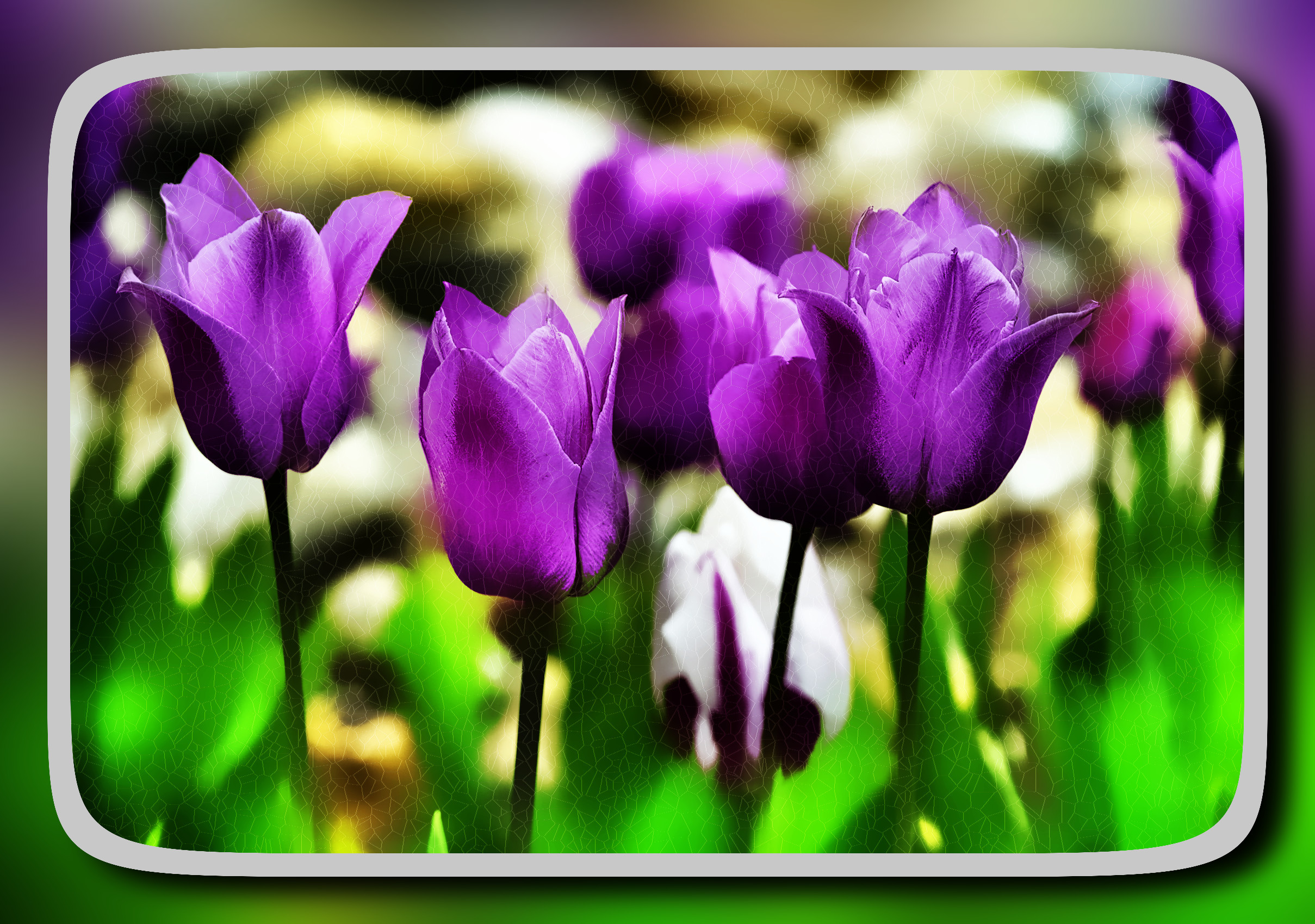 2023-10-07 09-04-11tulips-7948190 with a framed patterned effect, styleCracks (prep.step choosen=Local Processing (Normalize)..jpg