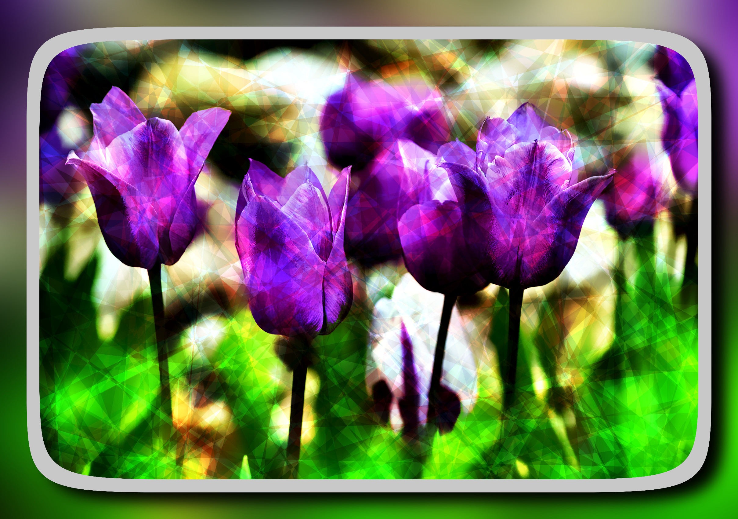 2023-10-07 08-59-47tulips-7948190 with a framed patterned effect, styleCrystal_BG (prep.step choosen=Local Processing (Normalize)..jpg