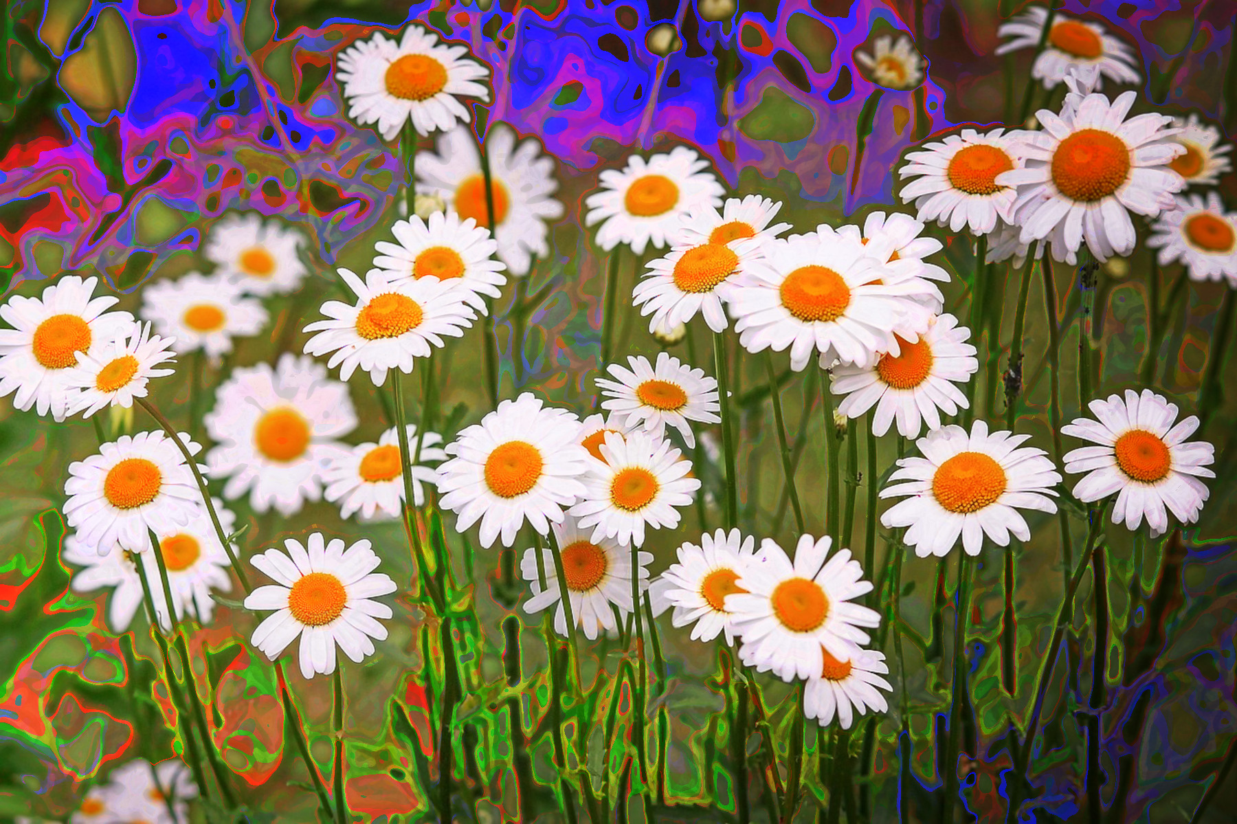 2023-10-14 20-53-04 daisies-3439573_1280 with a Quick Effect M (Corner Gradient) (abstr.mode=LAYER_MODE_MERGE.jpg