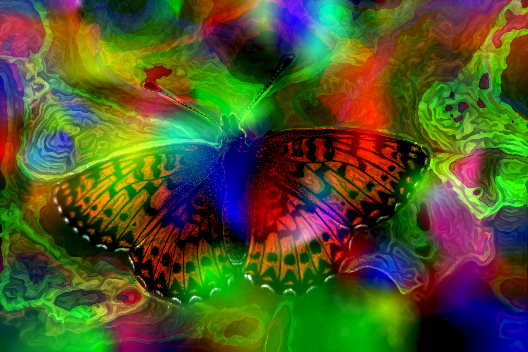 2023-10-15 09-51-29 butterfly-8222796_1920 with a Quick Effect N (Random Gradient) (abstr.mode=LAYER_MODE_HARDLIGHT.jpg
