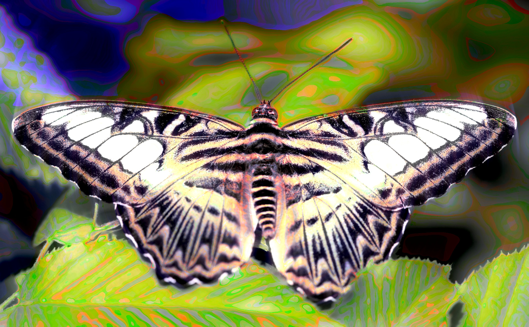 2023-10-16 19-06-50 butterfly-8062144_1920 with a Quick Effect C (Blur Angular) (abstr.mode=LAYER_MODE_LCH_COLOR.jpg