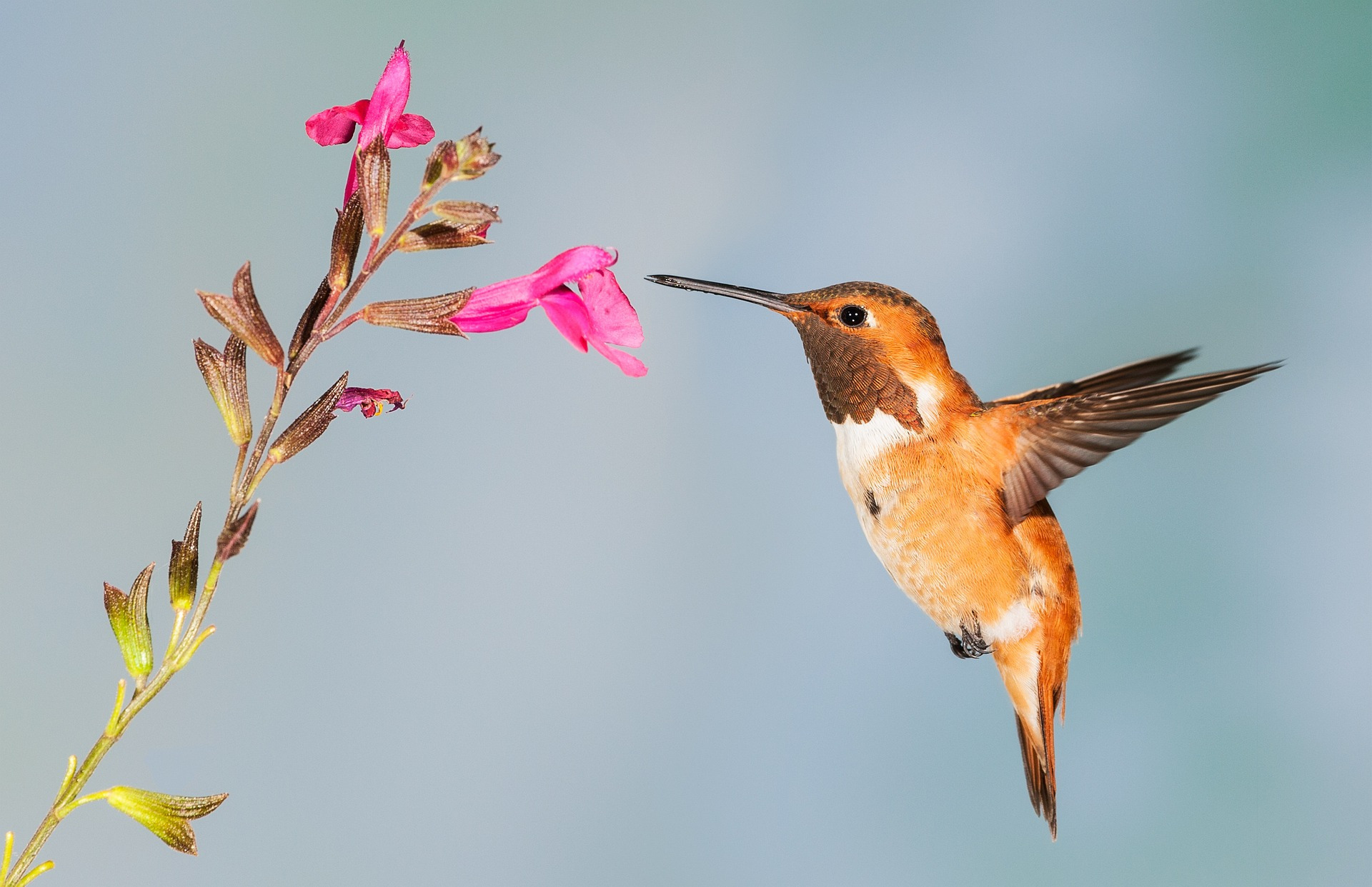 hummingbird-5255827_1920 (original).jpg
