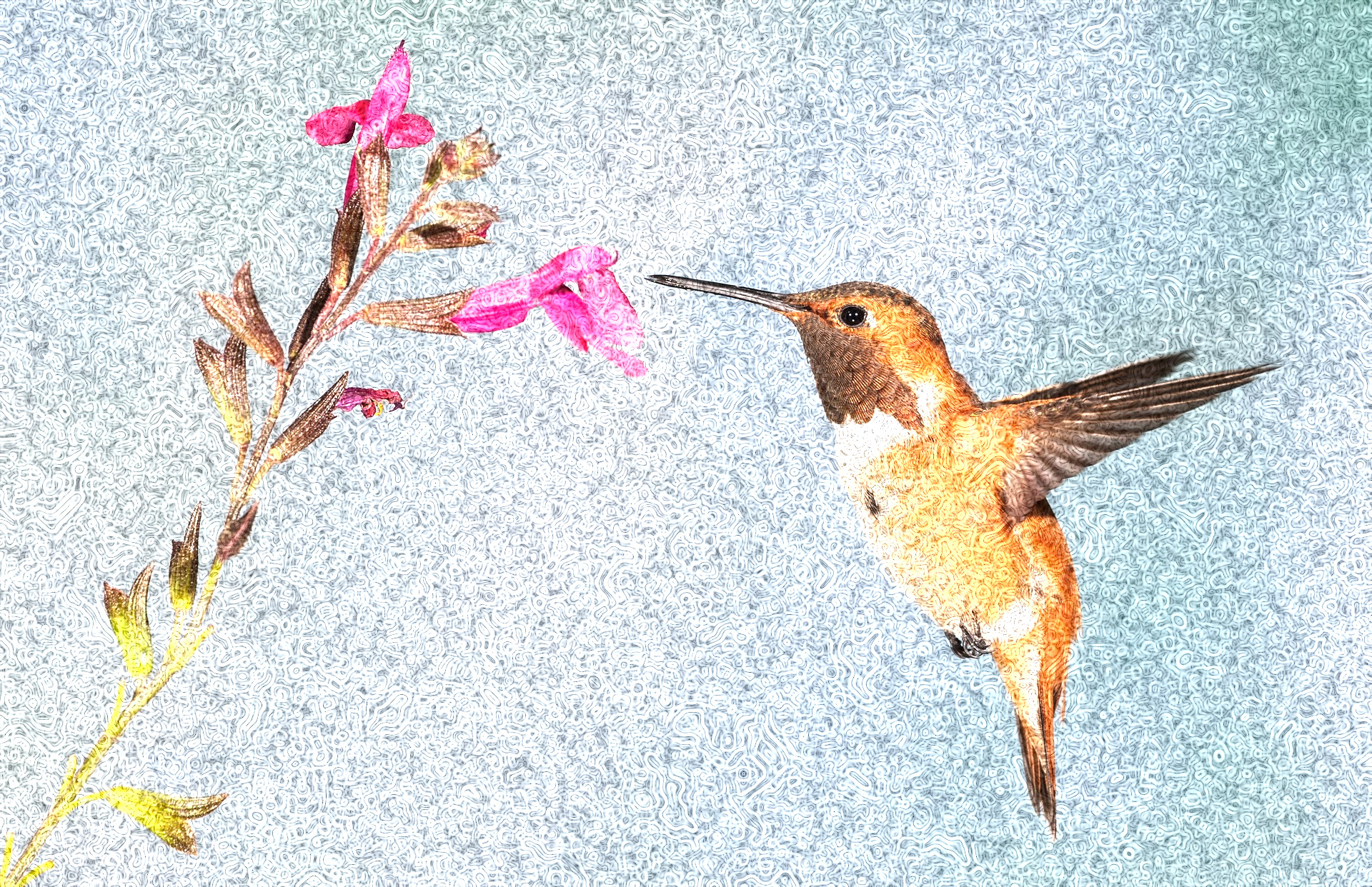 hummingbird-5255827_1920 (texturized with whirls).jpg