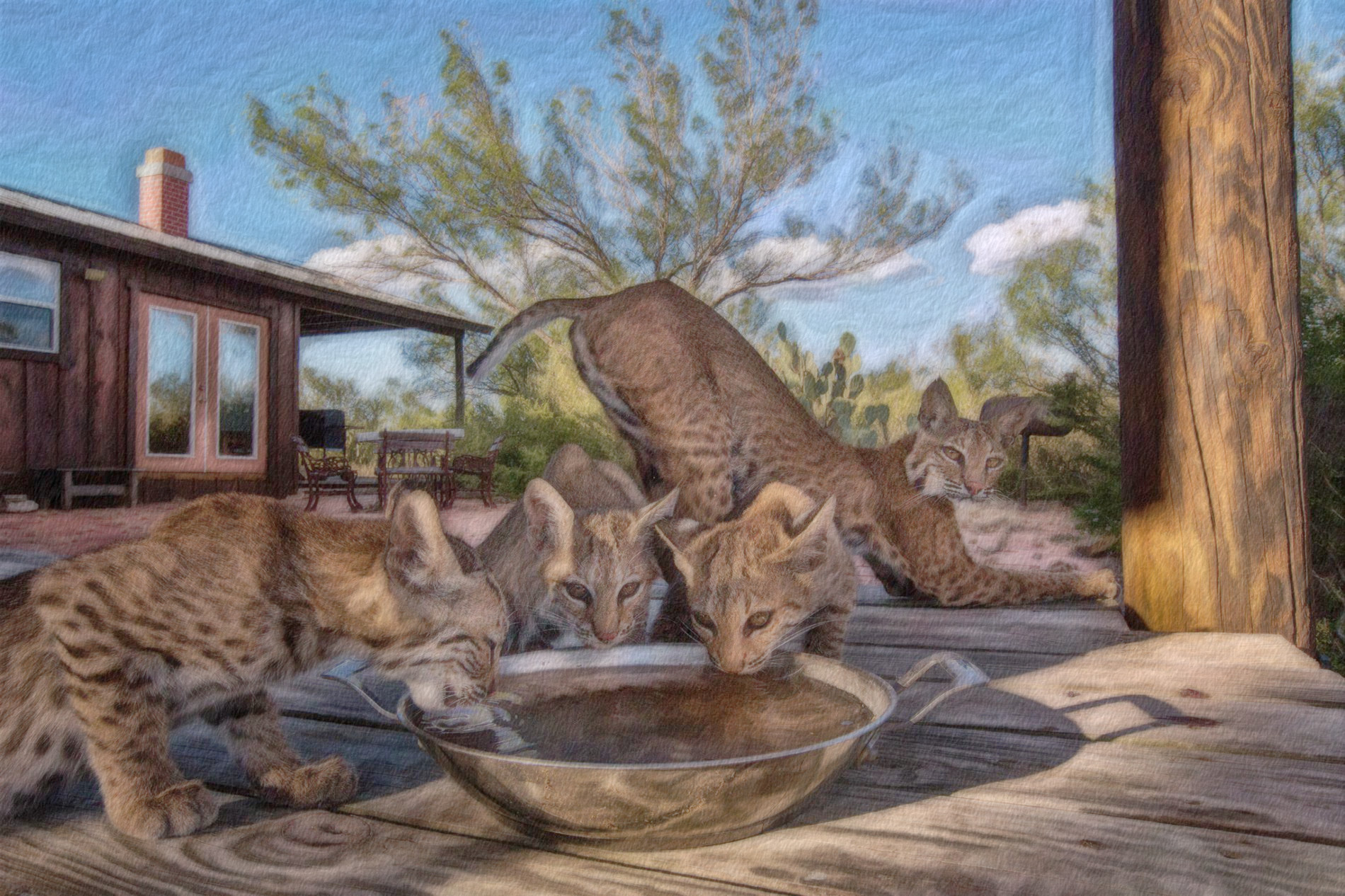 2023-11-05 06-37-15 01-aigner-bobcats-ranch-photography with a Free Paint Effect, paint Morpho, strokes Brushify, contour GradN, poster GmPoster, toppat Brushify, postpro Vibrance.jpeg