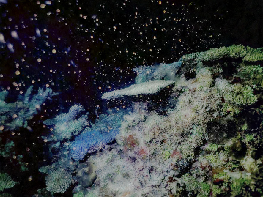 2023-11-05 06-49-51 01-coral-spawning-skovranova with a Free Paint Effect, paint Kuwahara, strokes Constr, contour GradN, poster GiPoster, toppat Crystal, postpro Retinex.jpeg