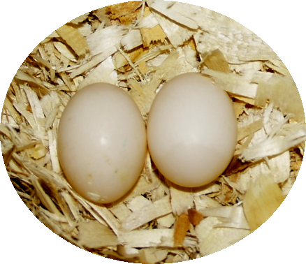eggs110812.png