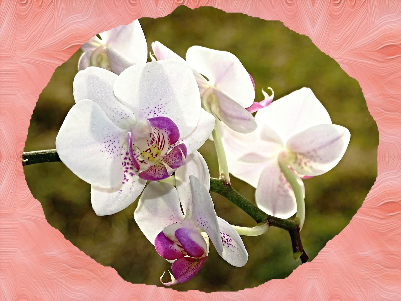 orchid-Select-distress-Result.jpg