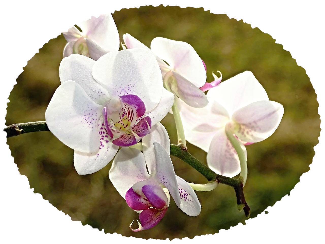 orchid-Select-distress.jpg