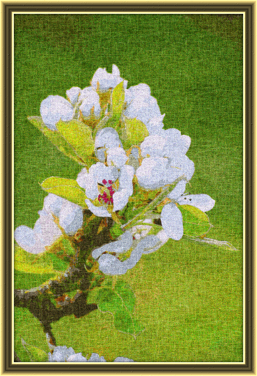 2024-02-25 14-30-24 pear-blossom-7952952_1920, having a knitted look, on 30 colour areas, using pattern Knit_New_NubbyFabl200.jpg..jpg