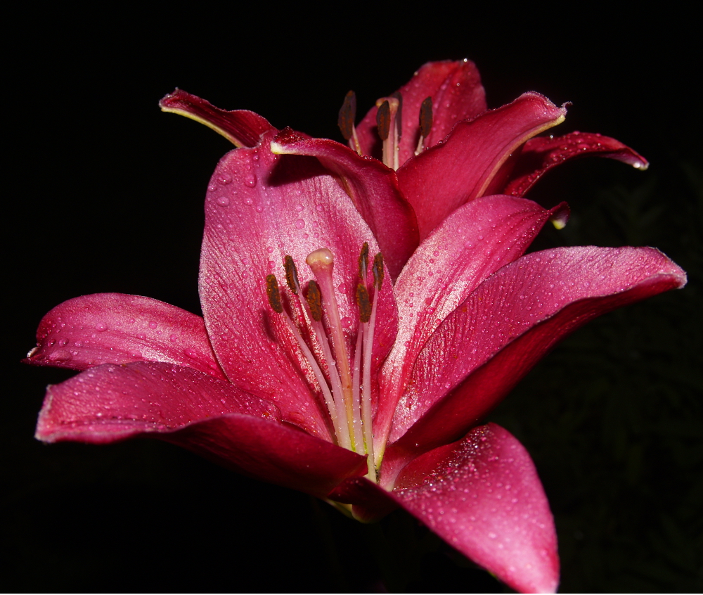 lilly 1.JPG