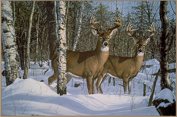 bucks.jpg
