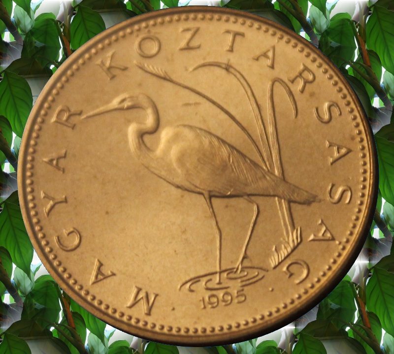 egret_1.jpg