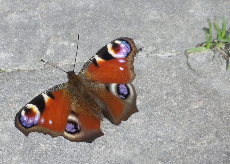 peacock_butterfly.jpg