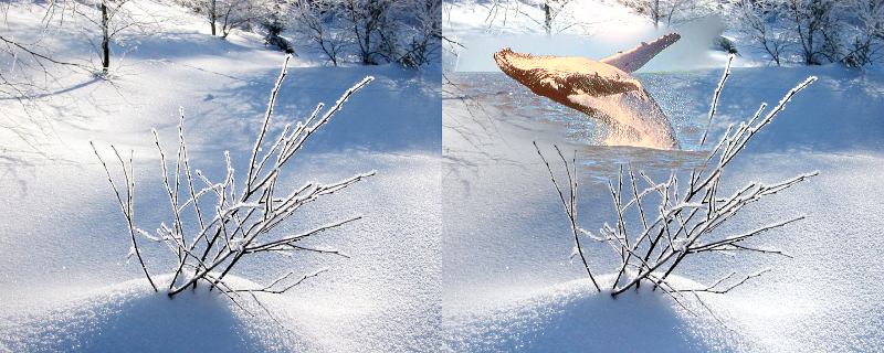 IcedWhale-sm.jpg