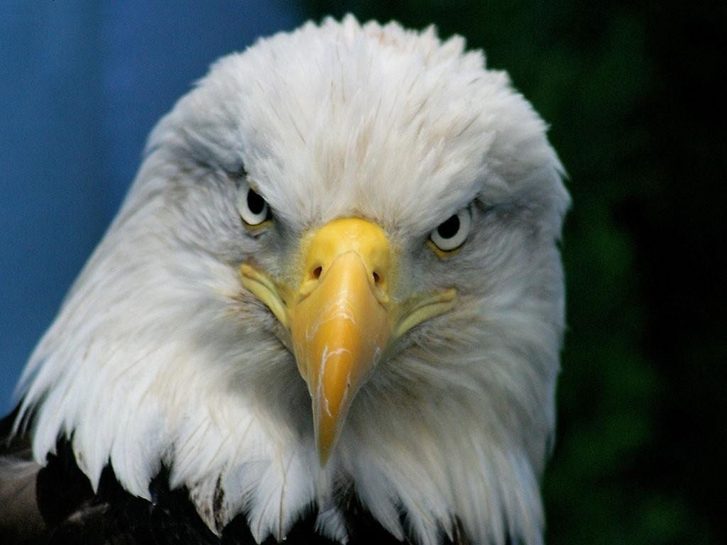 aguila1.jpg