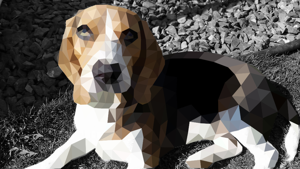 dog.jpg