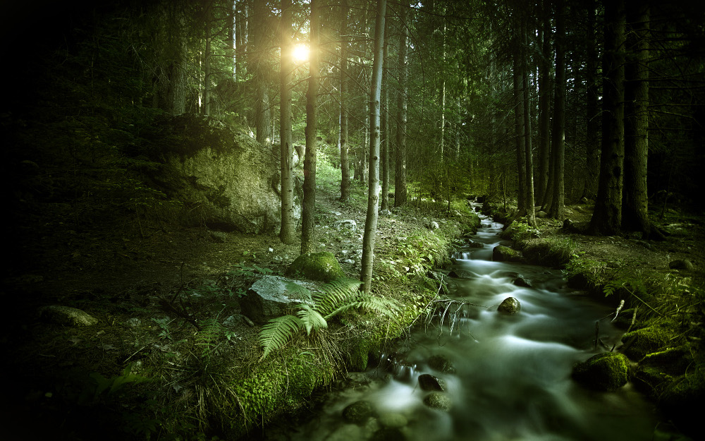 forests9-before.jpg