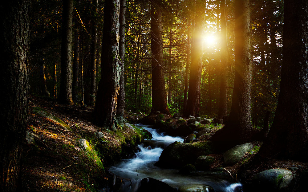forests14-after.jpg