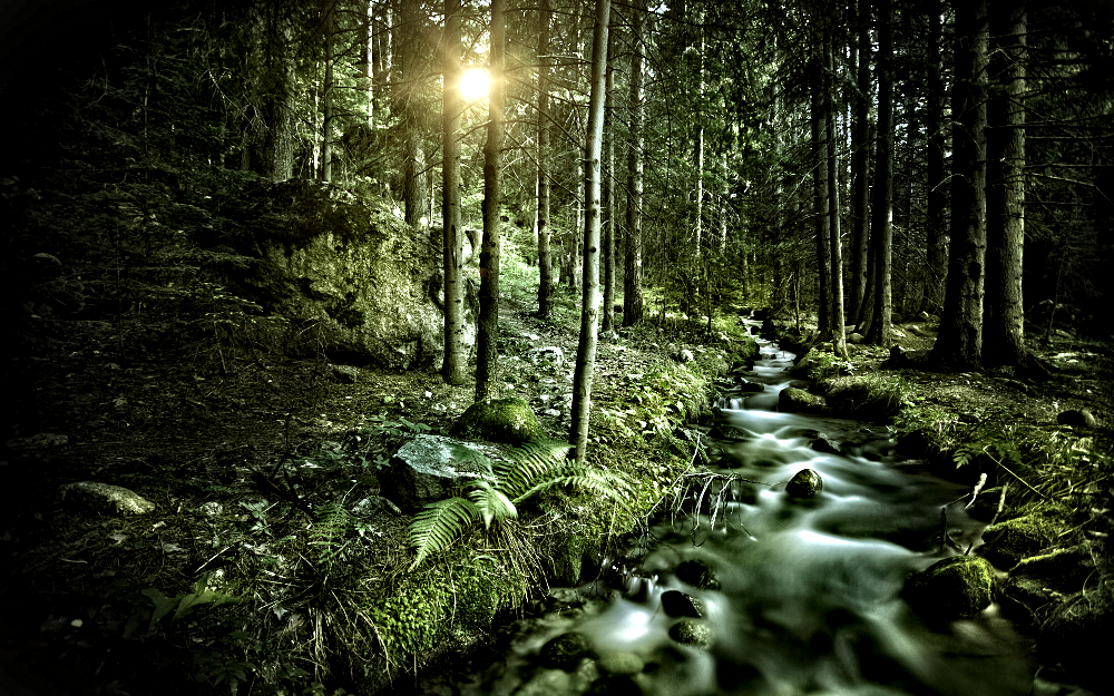 Forest9_GC_ToneEnhance.png