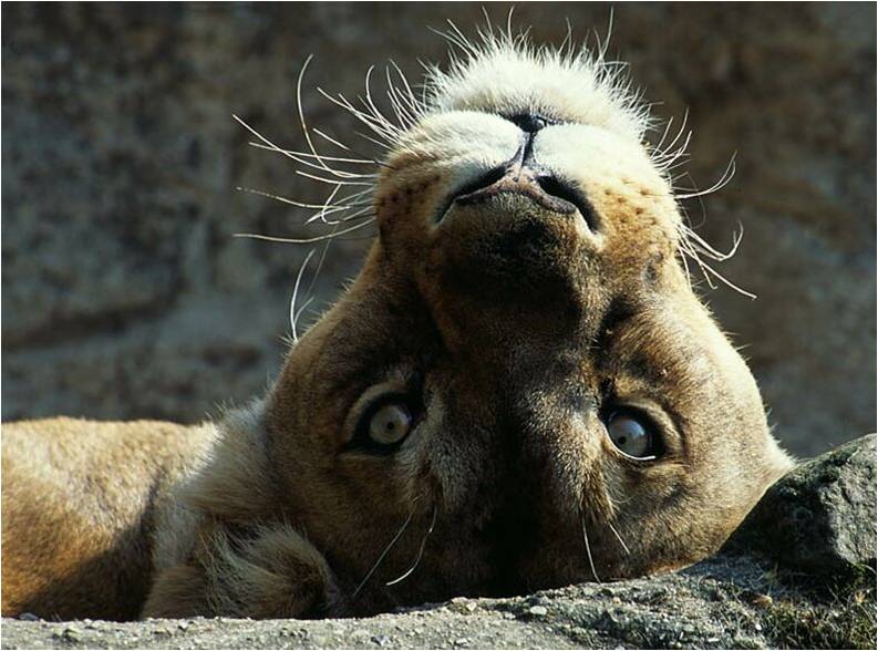 Lion.jpg