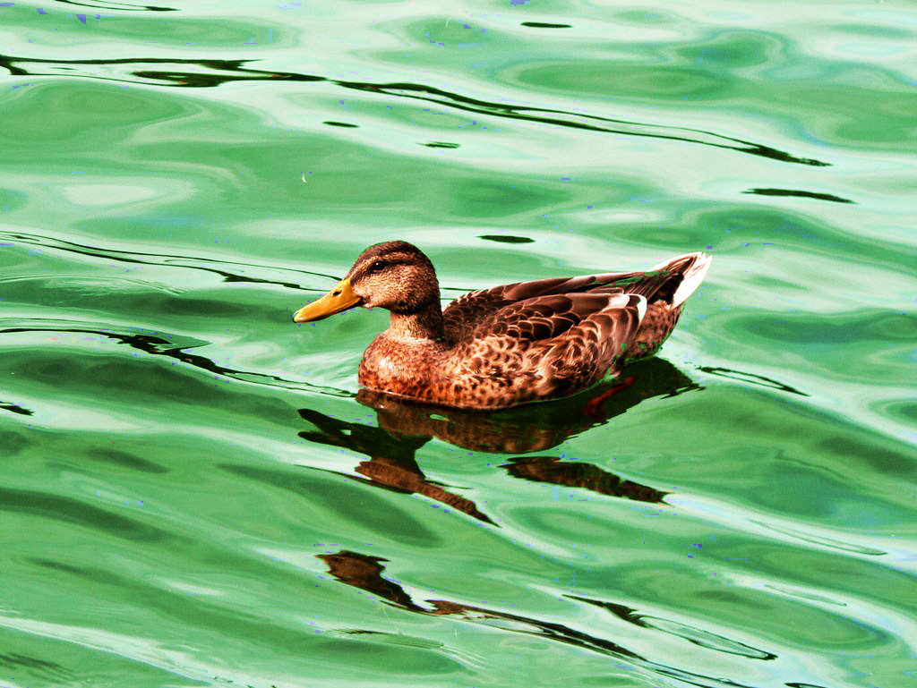 duck_variation.jpg