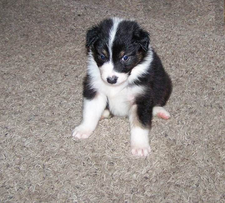 Rebecca S. pup1.png