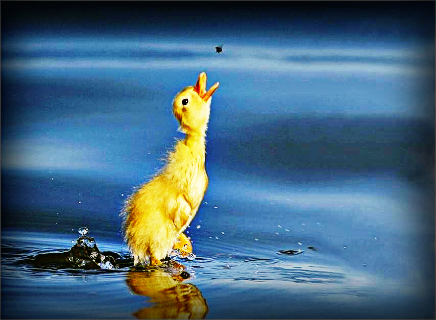 littleduck1.jpg