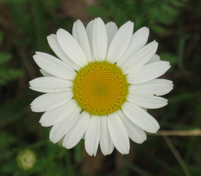 Daisy.jpg