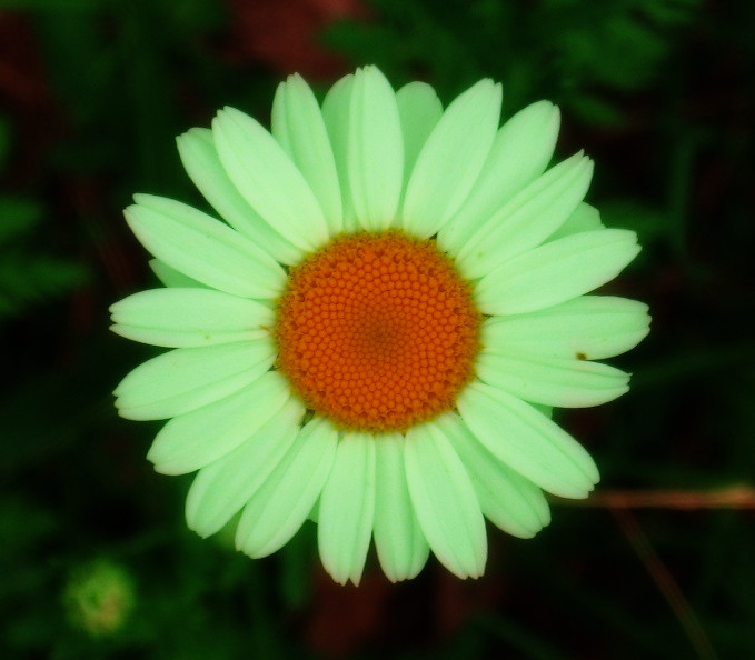 Daisy_MaxRGB_BlurG25_Ovlay.jpg